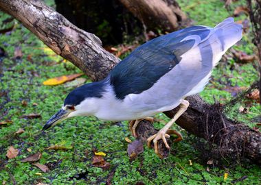 Night Heron hunting