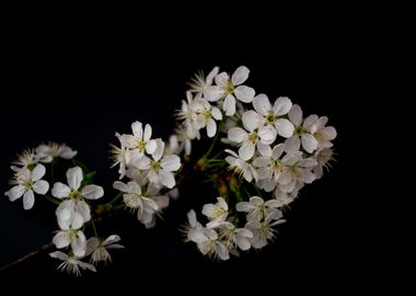 Blossom Cherry flowers