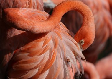 The American flamingo