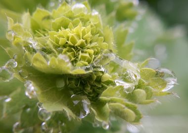 Water Drops on Succulent