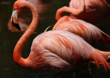 The American flamingo