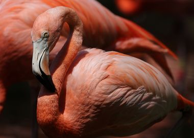 The American flamingo