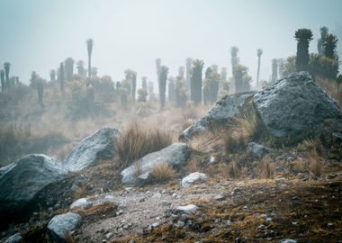 Nevado Ruiz 6