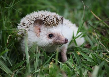 African Pygmy Hedgehog