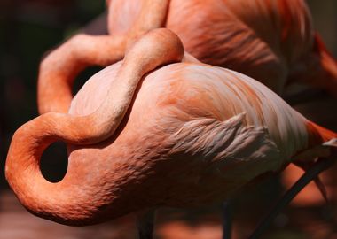 American Flamingo