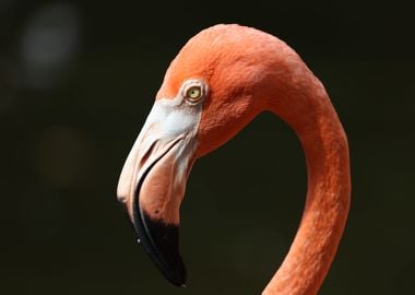 The American flamingo