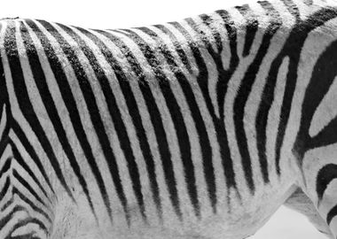 Zebra pattern