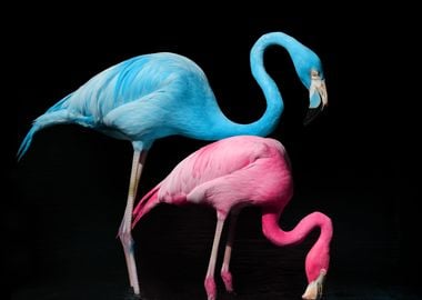 Flamingo love