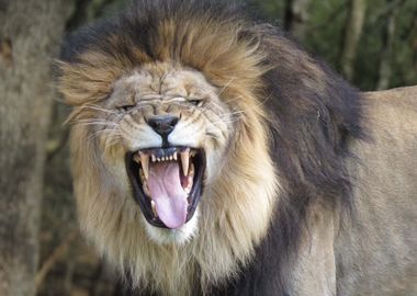 lion smile