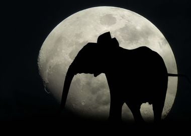 Elephant moon light