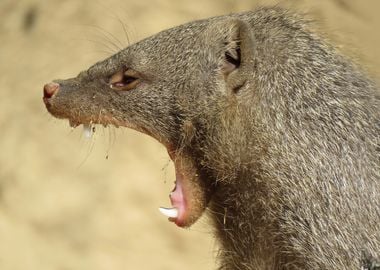 mongoose