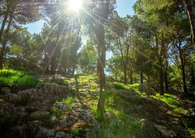 Forest Rays