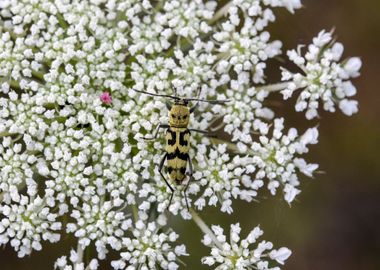 Georgian Biodiversity Data