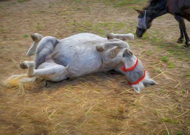 Donkey Rollover