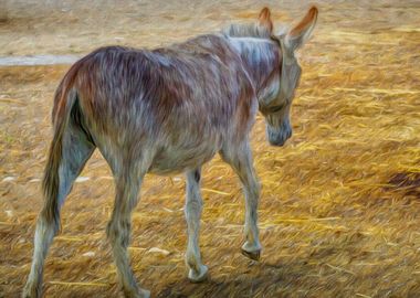 Donkey Strolling Along