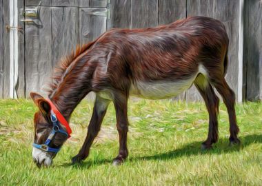 Brown Donkey Grazing