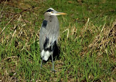 Great Blue Heron 1