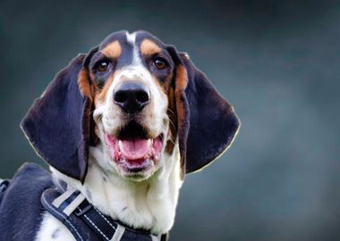 Basset Hound Smile