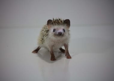 African Pygmy Hedgehog