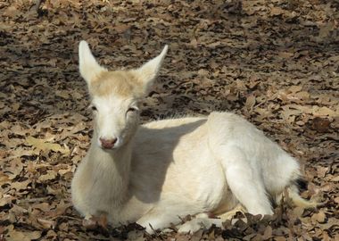 white fawn