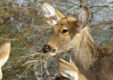 forest deer