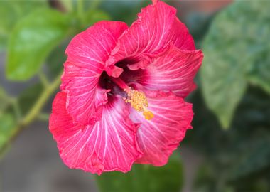 hibiscus in bloom