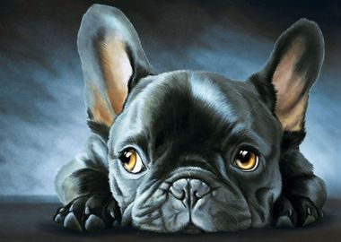 French bulldog