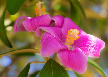 Pink flower