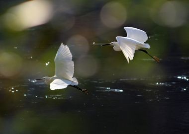 White Herons Flying