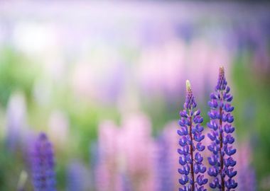 Lupines flowers