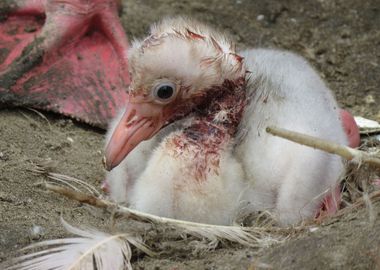 Baby Flamingo