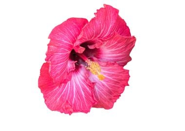 isolated hibiscus in bloom