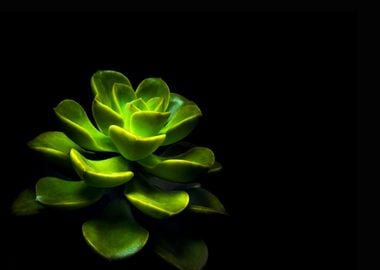 Succulent plant closeup