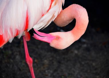 The Great Flamingo