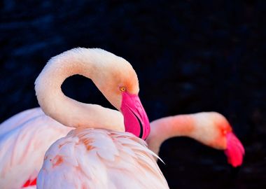 Pink Flamingos