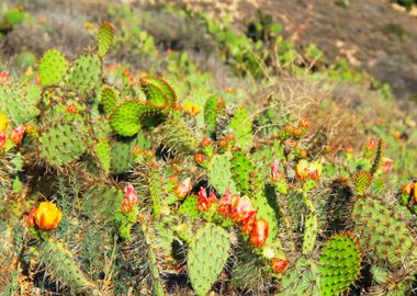 green cactus with flower