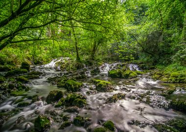 Water creek in the forest