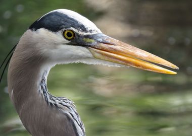 Great Blue Heron