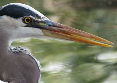 Great Heron