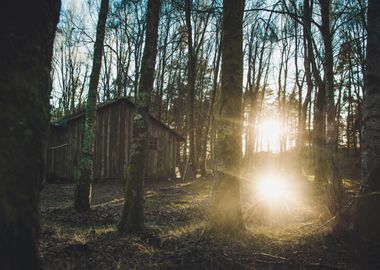 Cabbin in the woods