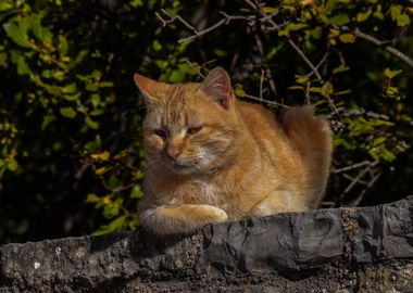 PHOTO OF AN AEGEAN CAT 