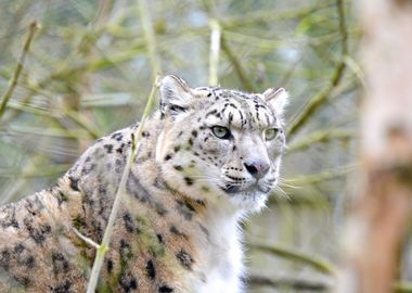 Snow Leopard