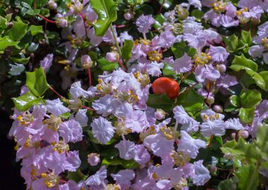 Tropical Holly Bush