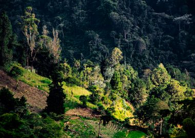 Nature in colombia 