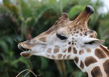 Giraffe