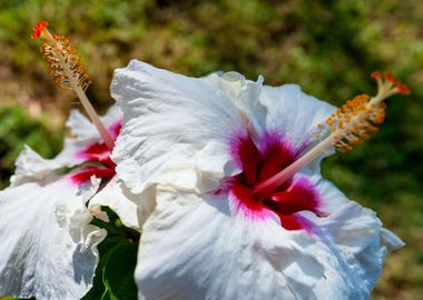 White Hibiscus Flower