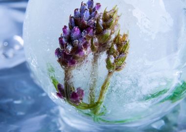 Lavender in ice sphere 2