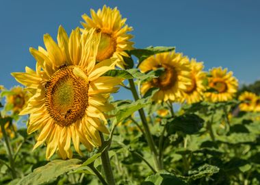 SUNFLOWER