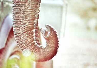 Elephant Trunk