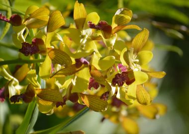 Vibrant Orchid